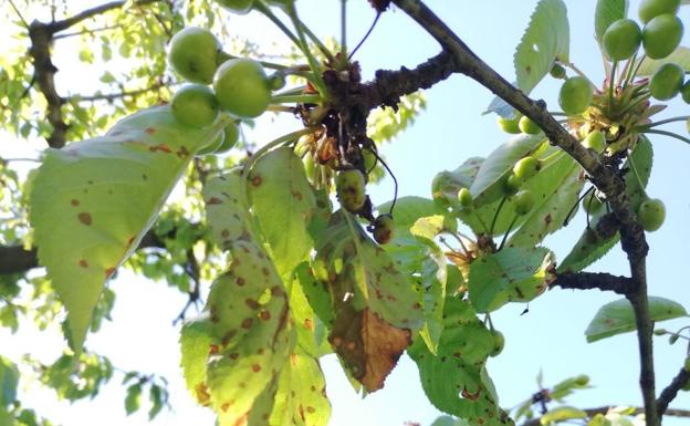 Los agricultores de la Sierra se sienten confundidos y abandonados ante las medidas adoptadas