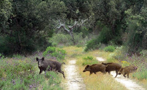 La Junta permitirá el control de conejo y jabalí previa comprobación de daños