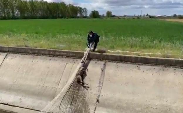 El ingenio de la Guardia Civil logra rescatar a un corzo que había caído en una acequia en León