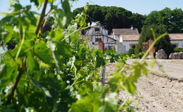 La máxima que guía Dehesa de los Canónigos: 'Antes uvas que cubas'