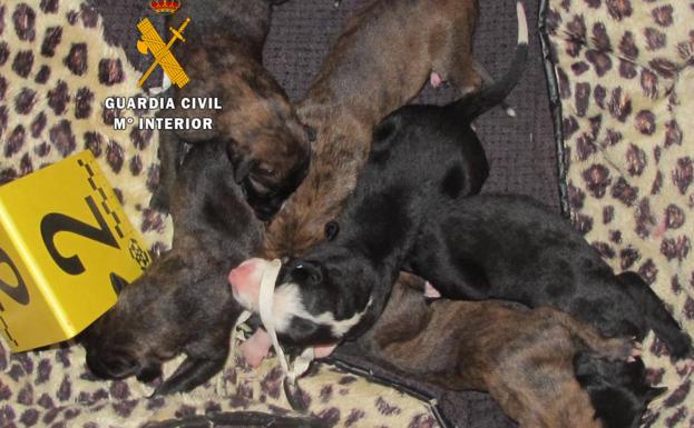 Investigan a dos personas por abandonar seis cachorros de galgo en un descampado de Toro