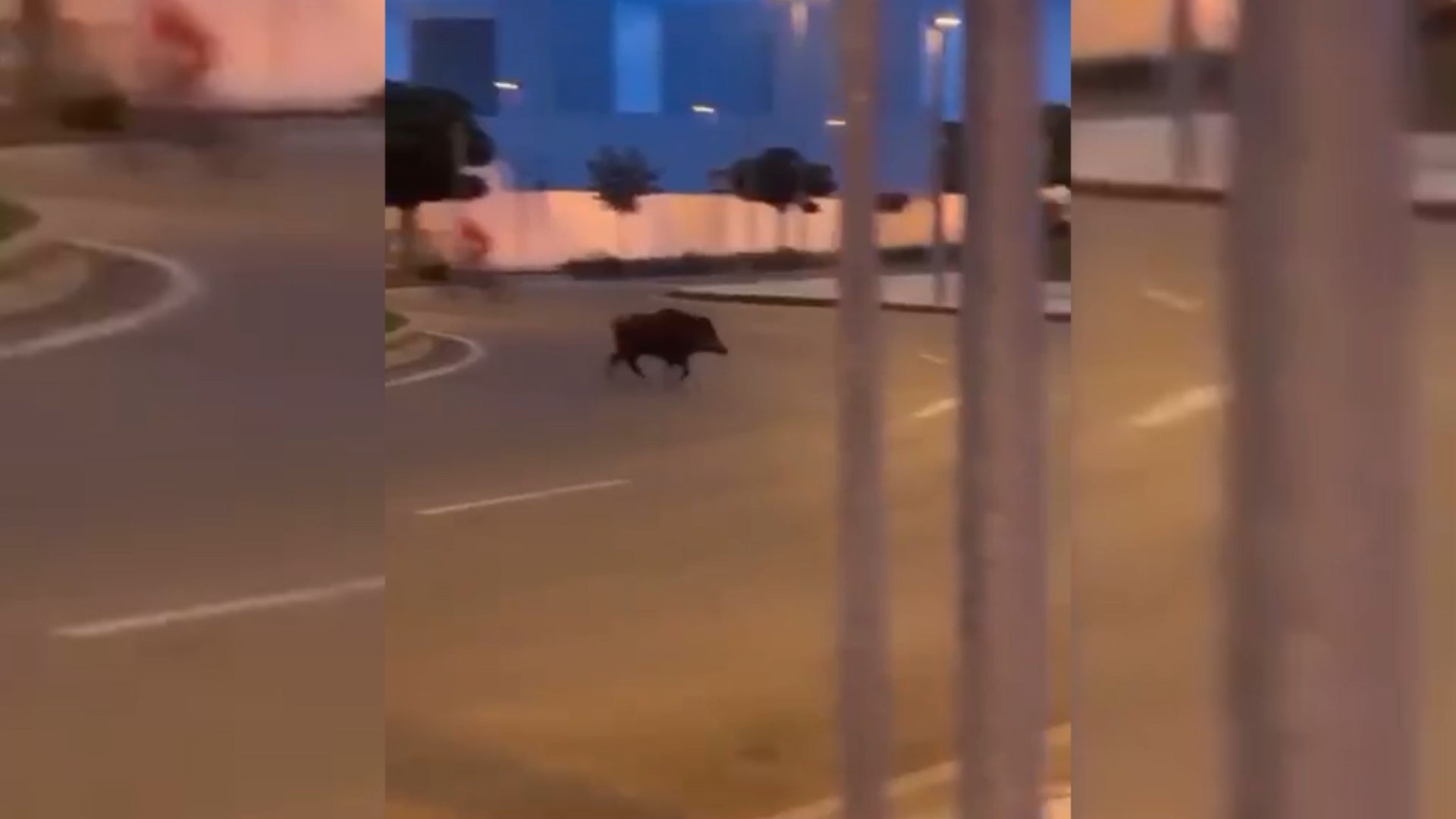 Un jabalí, 'de paseo' por Ponferrada en plena cuarentena
