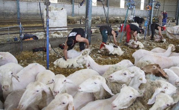 Esquiladores uruguayos llegan a Castilla y León para salvar la campaña