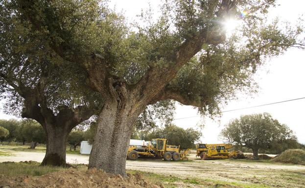 Berkeley, a la espera del CSN y del Ayuntamiento de Retortillo para iniciar el proyecto de la mina