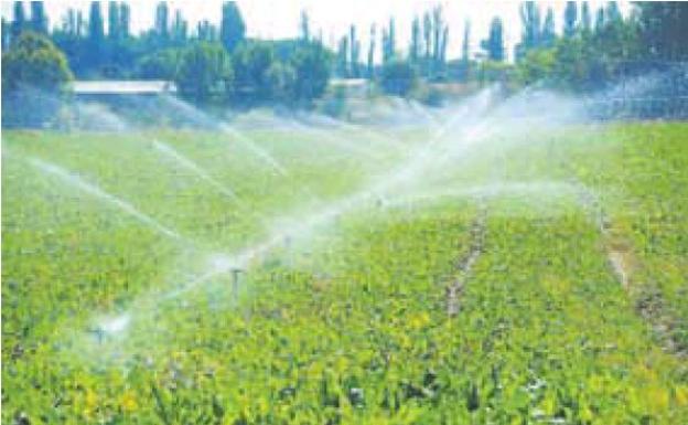 La superficie de remolacha caerá unas 2.000 hectáreas este año