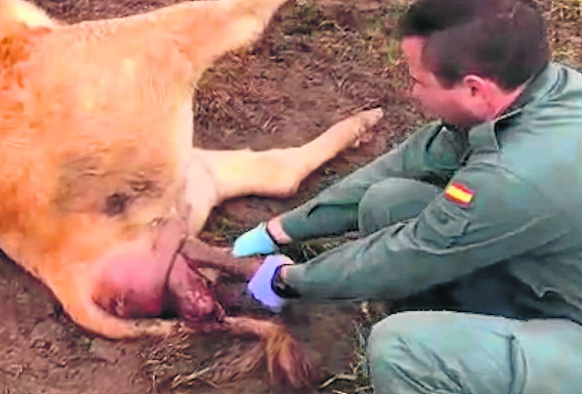 «En cuanto vimos al ternero tiramos de las patas porque si no, se moría»