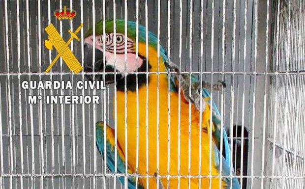 Dos investigados en Zamora por poseer aves exóticas sin los permisos exigidos