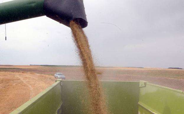 El cereal encadena varias semanas de bajadas a un mes del inicio de la cosecha
