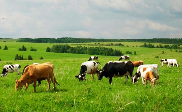Los veterinarios de Bloques Minerales S. L. U. (pienso líquido Morea) retoman las visitas a las ganaderías