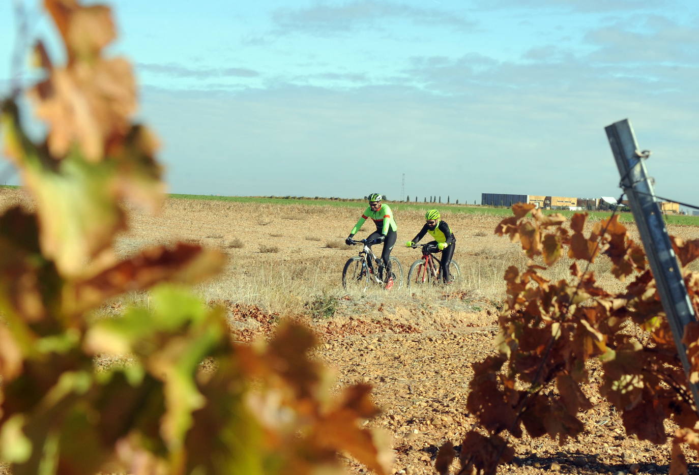 Las rutas del vino de Castilla y León superaron en 2019 el medio millón de turistas, un 10% más que el año anterior