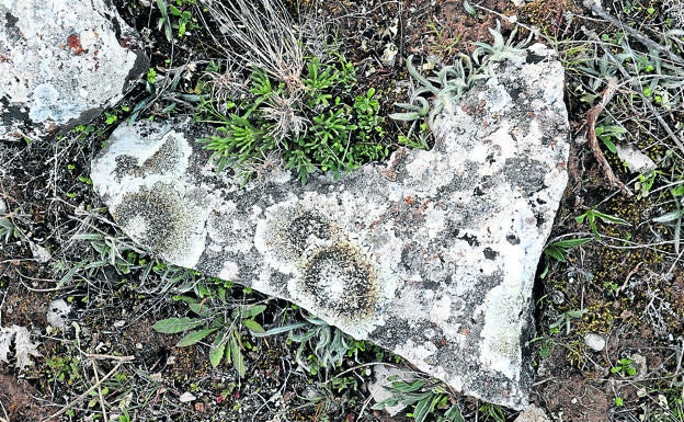 Un poeta castellano en métrica china