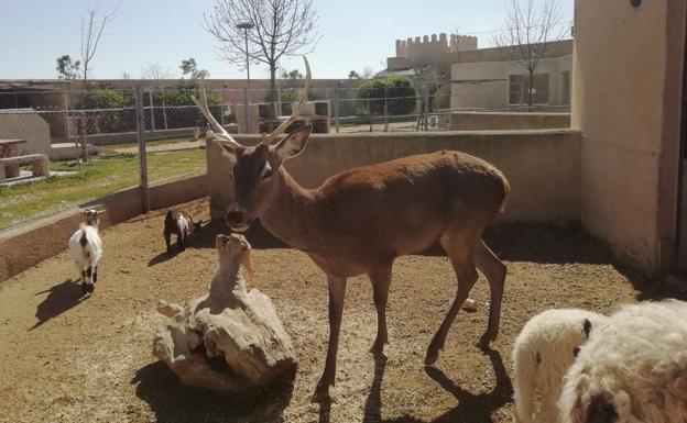 El zoológico de Fresno el Viejo reabrirá sus puertas el próximo sábado con medidas de seguridad