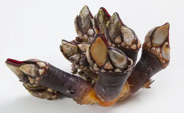 percebes en el mar