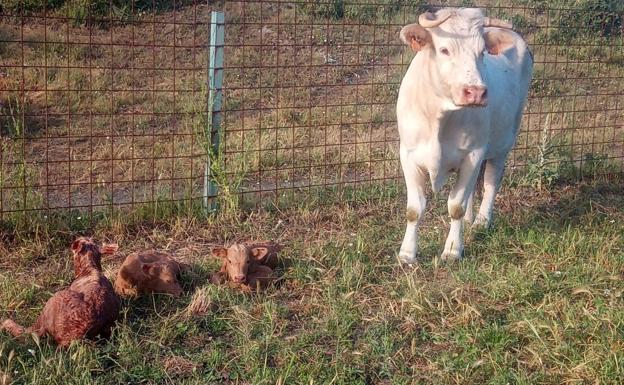 Sorpresa por el parto triple de una vaca en una explotación de Ituero de Azaba
