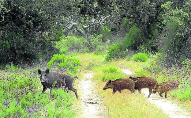 La superficie dañada por fauna salvaje crece casi un 27% en el primer cuatrimestre del año