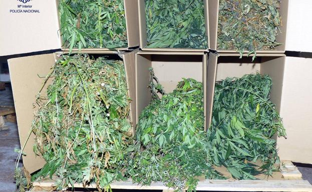 Descubren 345 plantas de marihuana cultivadas dentro de una asociación botánica de Salamanca