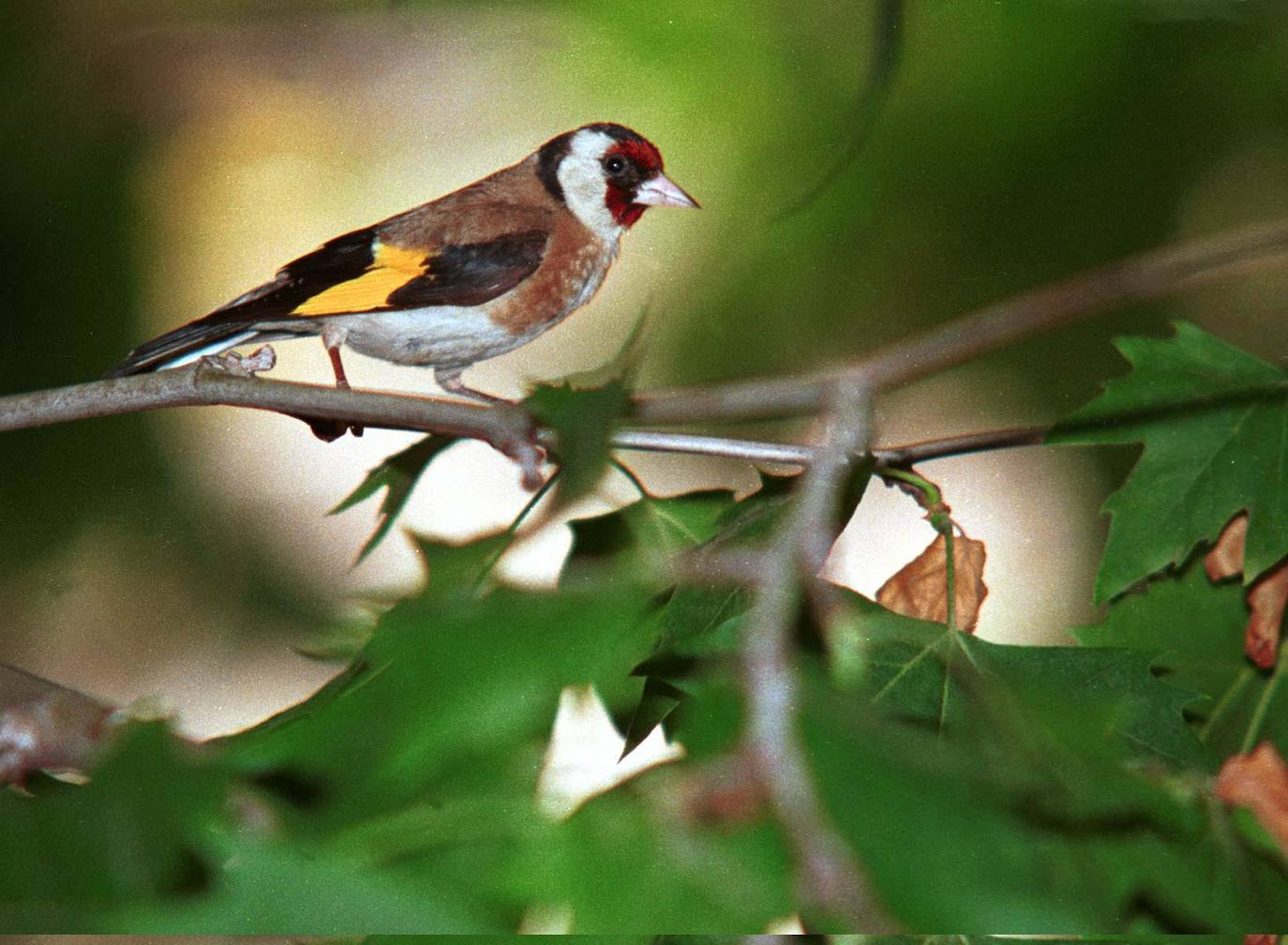 Denuncian a dos jóvenes por cazar jilgueros con liga en Palencia
