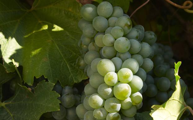 Rueda celebra el Verdejo Day