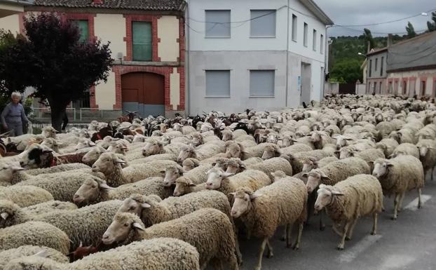 Un rebaño de 1300 ovejas merinas se adentra en la provincia de Valladolid en su camino hacia Picos de Europa