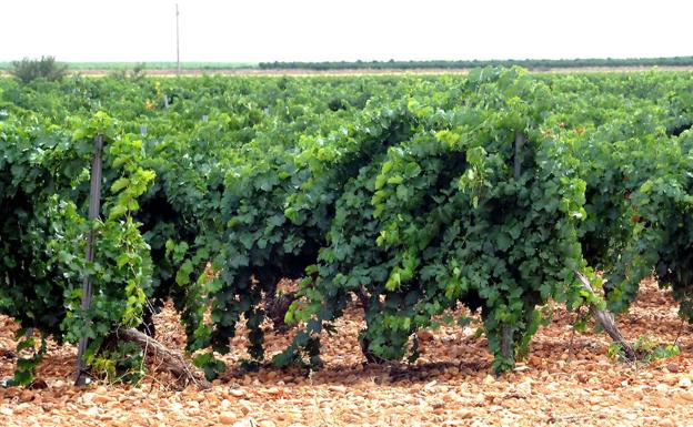 Rueda y Ribera sufren una caída media en las ventas del 40% durante el confinamiento