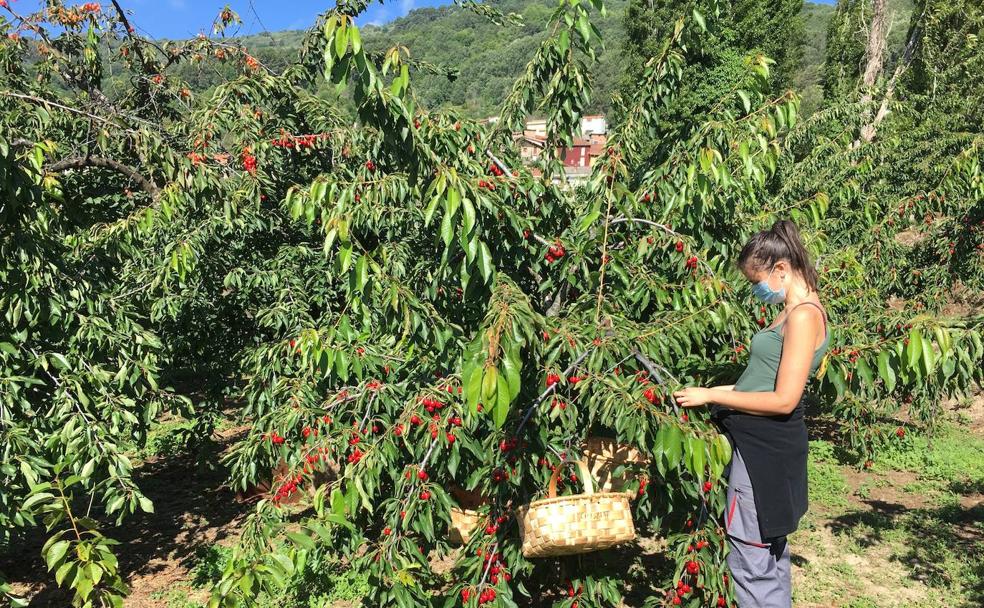 Tiempo de cerezas en la Sierra de Francia