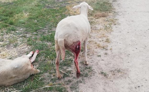 Piden el control poblacional del lobo ante los continuos ataques a las ganaderías de la comarca de Vitigudino