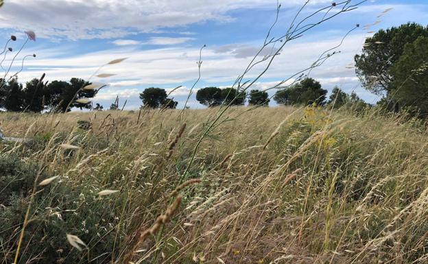 La garrapata eleva su presencia tras la primavera más húmeda de la década