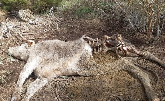 Un juzgado de Ávila condena a la Junta a pagar a dos ganaderos los daños reales causados por el lobo