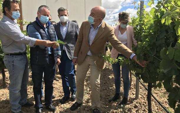 Carnero anima a los viticultores a solicitar las subvenciones para desarrollar la vendimia en verde