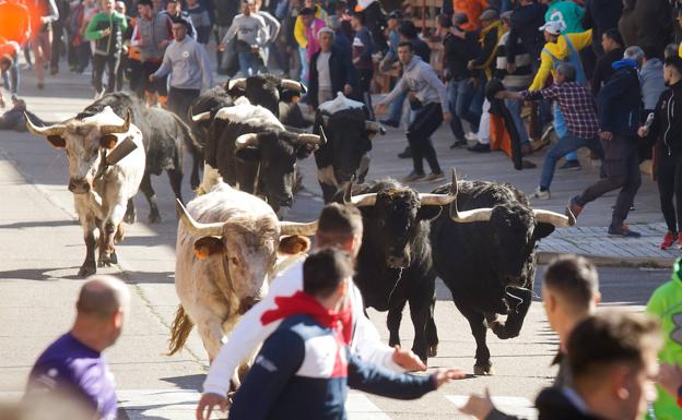 El carnaval de Ciudad Rodrigo mantiene el gasto taurino en 120.000 euros, pero suma tres toros más