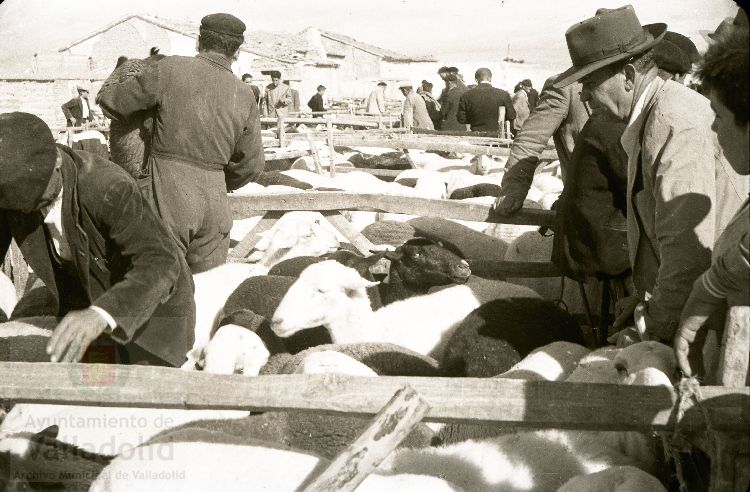 Estampas del Valladolid antiguo (XLV): así eran las ferias de ganado de Medina del Campo en los años 50