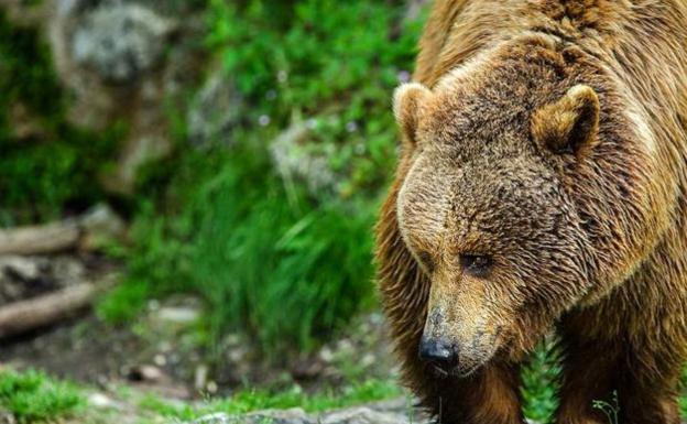 Un hombre se salva del ataque de un oso al subirse a un árbol en Villager de Laciana