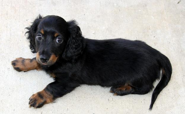 Investigado un supuesto criadero de perros por vender por internet cachorros con pedigrí falso