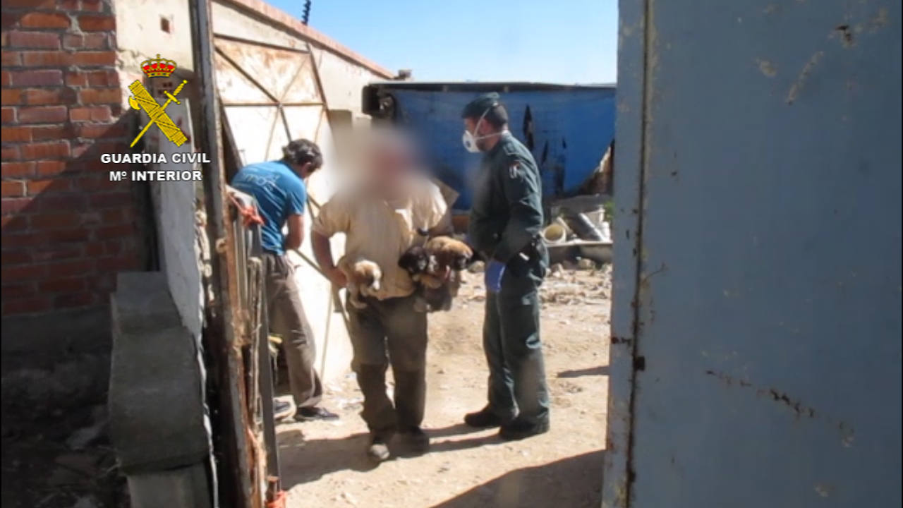 Investigan a una persona al encontrar nueve perros en estado de abandono en una parcela de Villamuriel