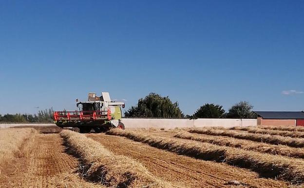 El precio del cereal sigue en caída con una cosecha que se prevé que aumente el 34%
