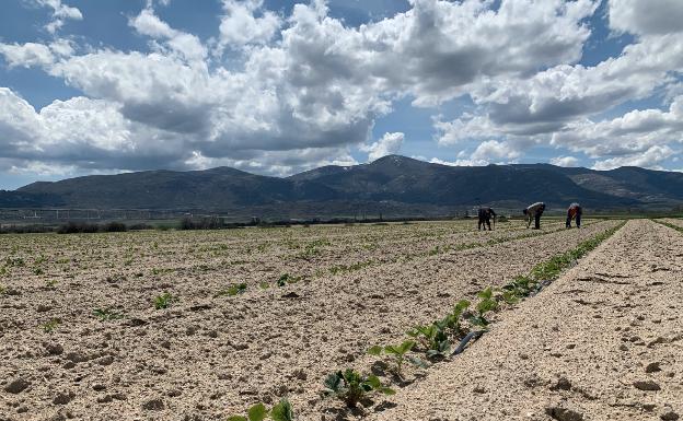 El campo cubre la necesidad de mano de obra con la mirada puesta en la cosecha de otoño