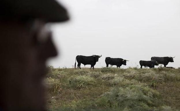 El hombre embestido por un toro en la localidad leonesa de Puebla de Lillo trató de salvar a su perro