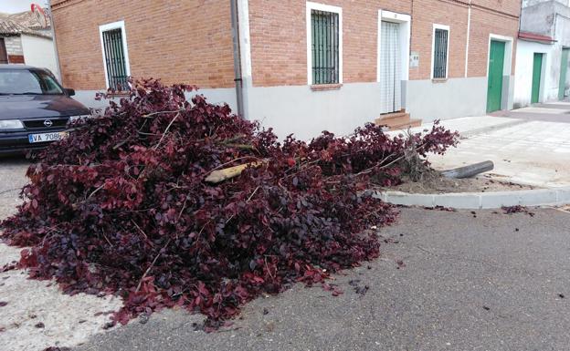 Retiran un árbol derribado por la tormenta en Olivares