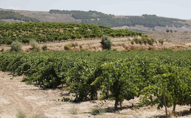 Los vinos de la añada de 2019 de Ribera del Duero son «excelentes»