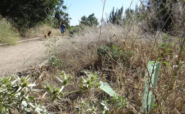 La senda de las Arcas Reales languidece sin rastro del millar de árboles plantados