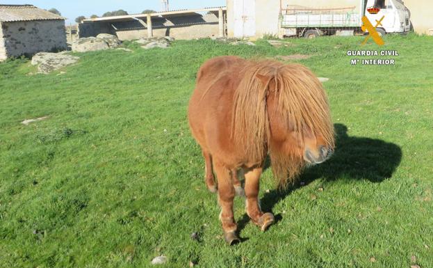 Absueltos un ganadero de Ledesma y su hija acusados de abandono y maltrato animal