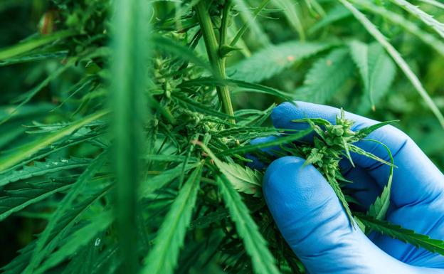 Detenido por guardar 1,4 kilos de 'maría' en un trastero que tenía alquilado su madre en Valladolid