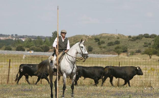 Sobre toros y Bambis