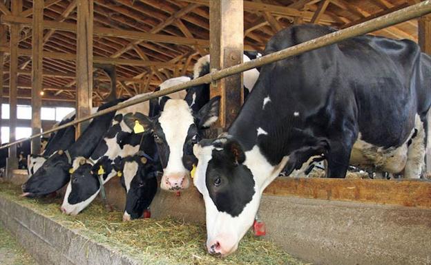 UPA reclama apoyo para el vacuno de carne por ser uno de los sectores más afectados por covid