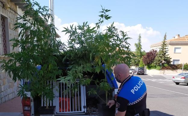 Incautadas en Ávila dos plantas de marihuana de gran tamaño que estaban a la vista en una terraza