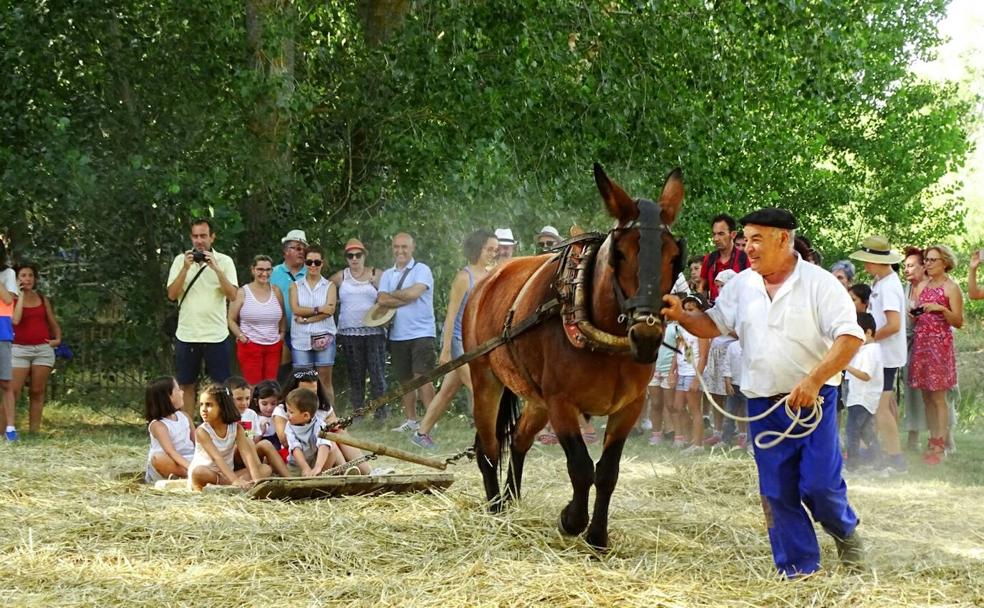 Castrillo de Villavega: talleres para sustituir a la Fiesta de la Trilla