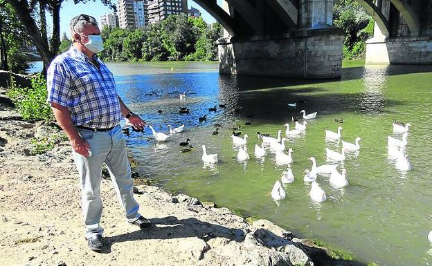 Los patos del Pisuerga se quedan sin «pan duro» dos décadas después