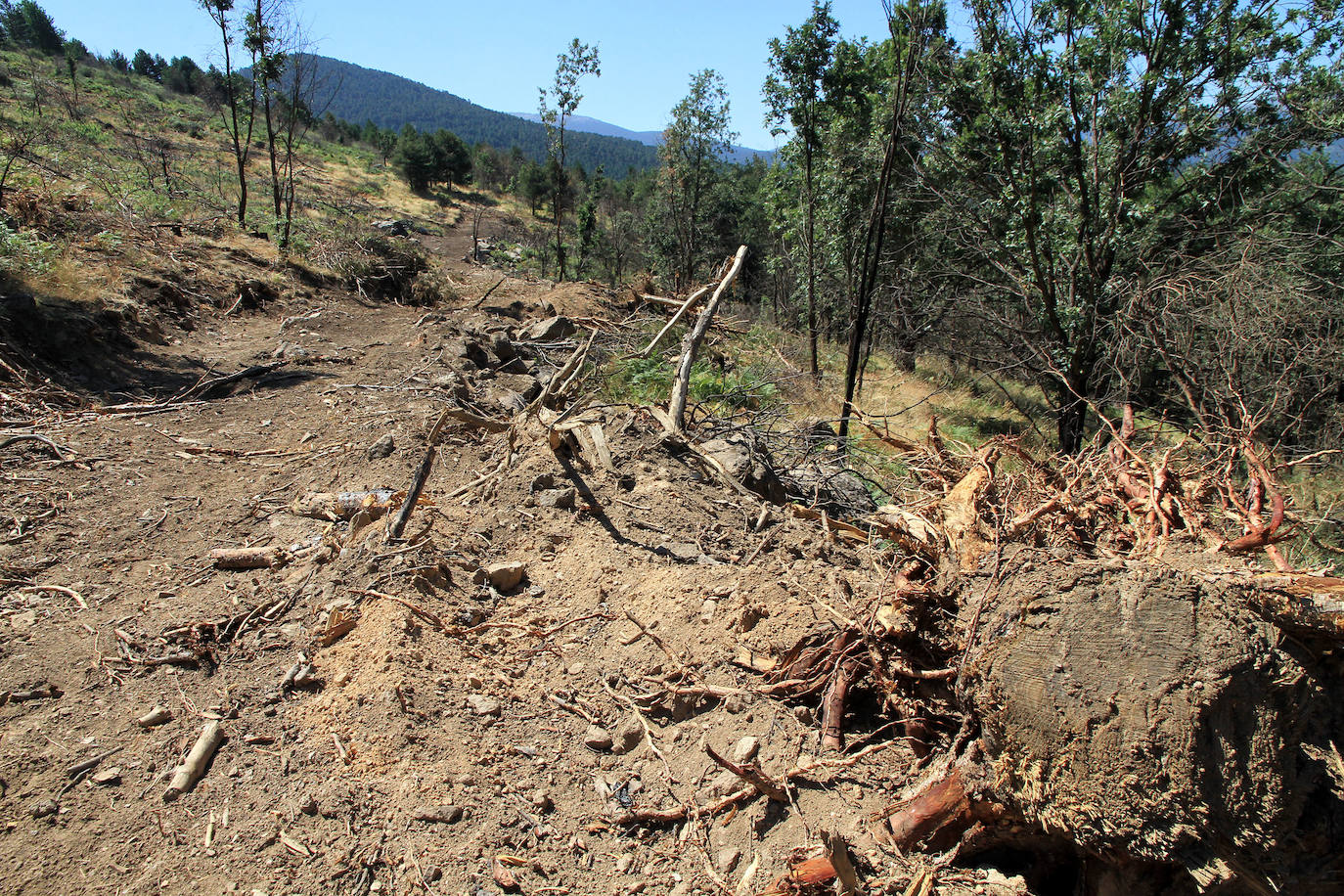 La sierra de Guadarrama, un año después del devastador incendio