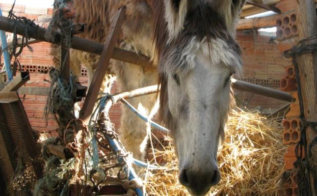 La Guardia Civil rescata en Burgos a tres burros en estado de abandono