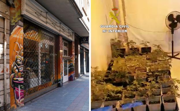Detenido el dueño de un 'grow shop' de Palencia y su pareja con 199 plantas de marihuana